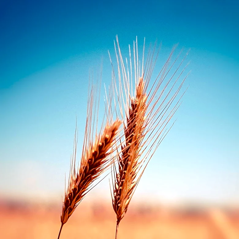 Nestlé Partners with Wildfarmed to Introduce Regenerative Wheat in KitKats