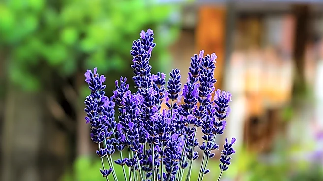 Pruning Lavender in August: A Strategy for Prolonged Blooming