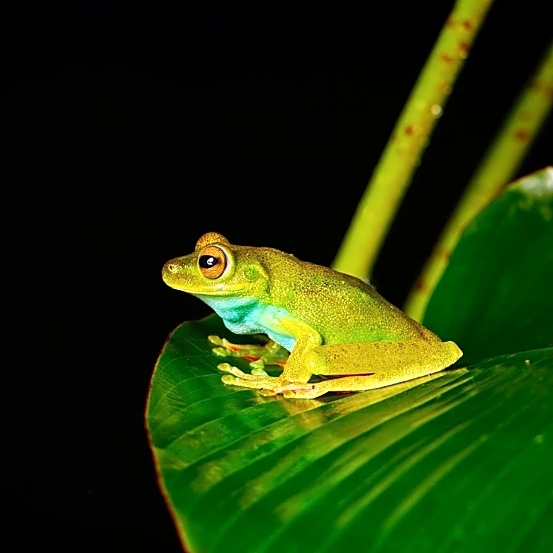 Study Reveals Choice Overload in Female Treefrogs During Mating