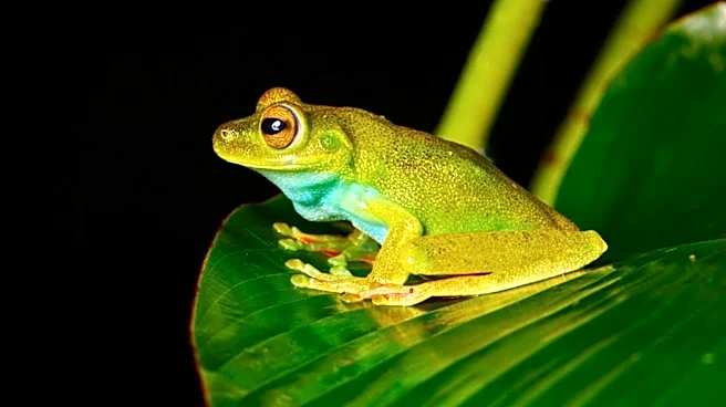 Study Reveals Choice Overload in Female Treefrogs During Mating