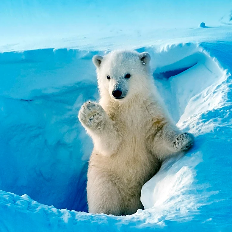 Polar Bear Cub in Japan Gains Fame for Playful Traffic Cone Hat