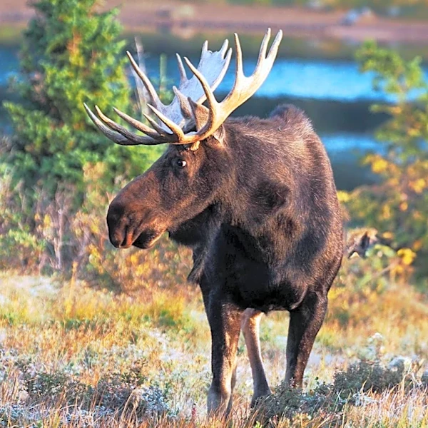Maine Wildlife Park Mourns the Loss of Beloved Moose Byron at Age 13