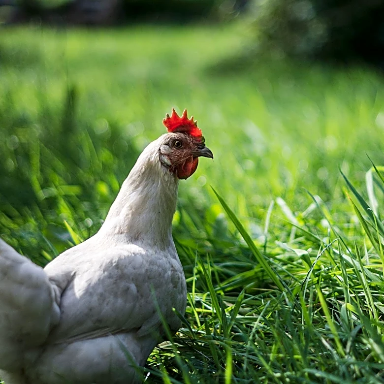 Chickens' Historical Role in Early American Farms and Modern Resurgence