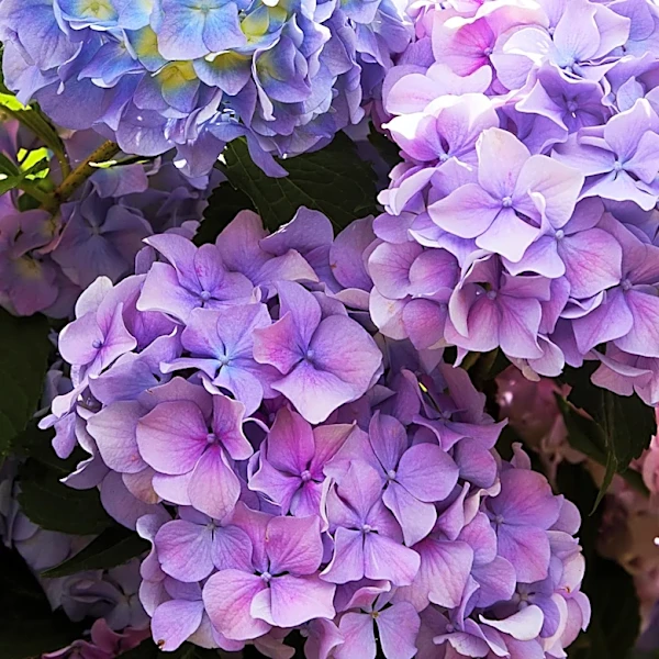 Guidelines for Pruning Hydrangeas to Ensure Next Year's Blooms