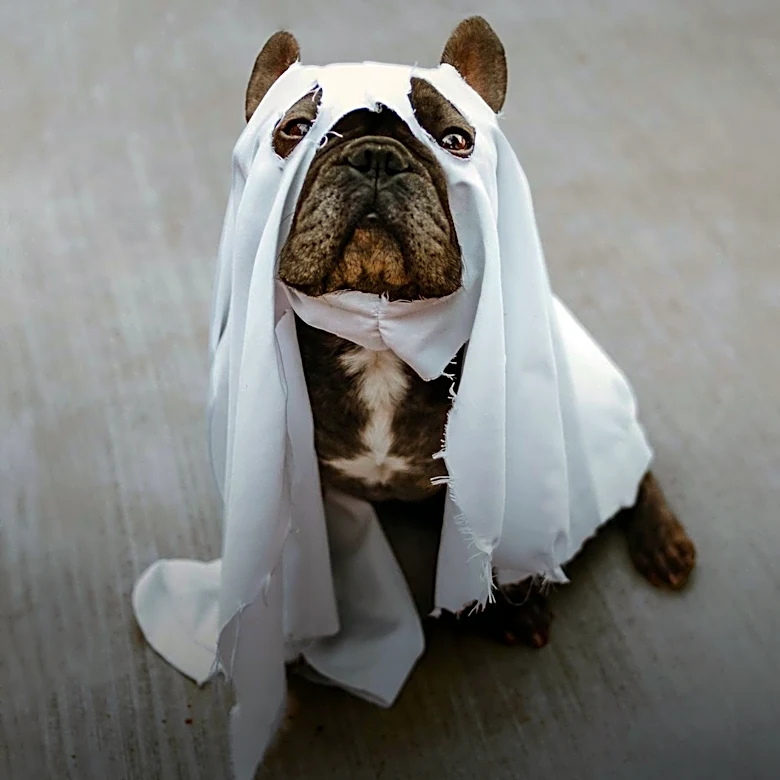 Disney's Halloween Collection Features Cats and Dogs in Festive Costumes