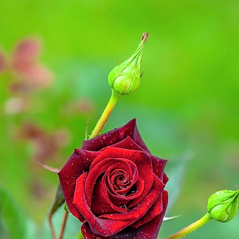 Reviving Roses: Essential Steps to Restore Health After a Heatwave
