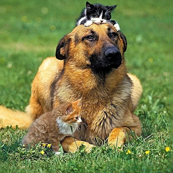 Heartworm Disease Expands to New U.S. Regions, Posing Risks to Pets