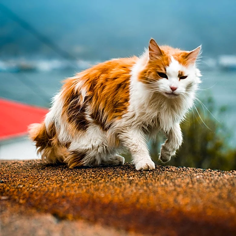 Stray Cat Survives 800-Mile Journey Under UGA Student's Car