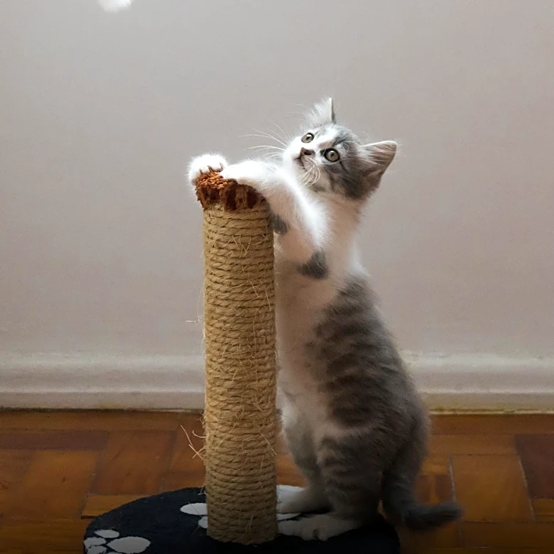 Indoor Cats Require More Stimulation for Optimal Health, Experts Say