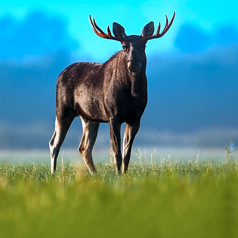 Beloved Moose Byron Dies at Maine Wildlife Park, Leaves Legacy
