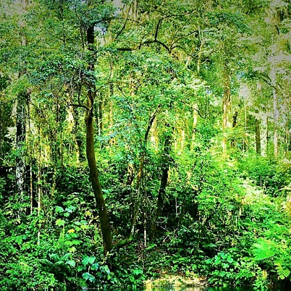 Lafayette Blue Springs State Park Offers Serene Getaway with Cabins and Camping