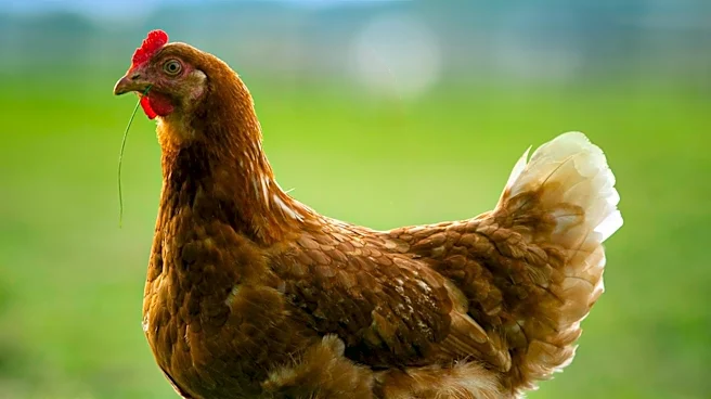 Chickens' Historical Role in Early American Farms Highlighted