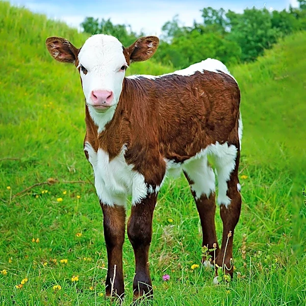 Heifer International Seeks Benefits  People Administrative Assistant to Support U.S. Operations