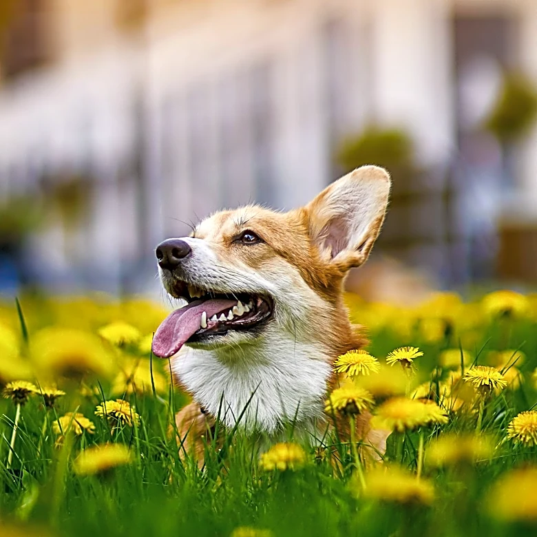Puyallup Dog Attack Leaves Corgis Injured, Family Seeks Community Support