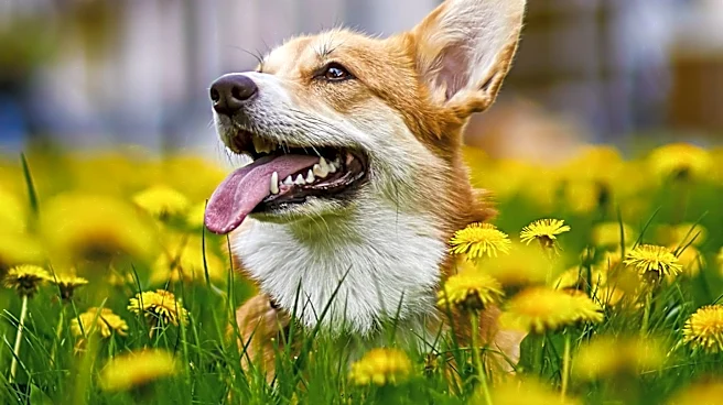 Puyallup Dog Attack Leaves Corgis Injured, Family Seeks Community Support