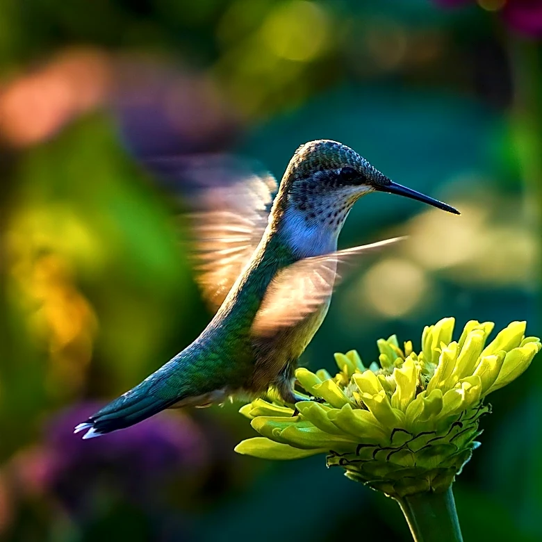Hummingbird Conservation Efforts in August: Key Actions for Gardeners