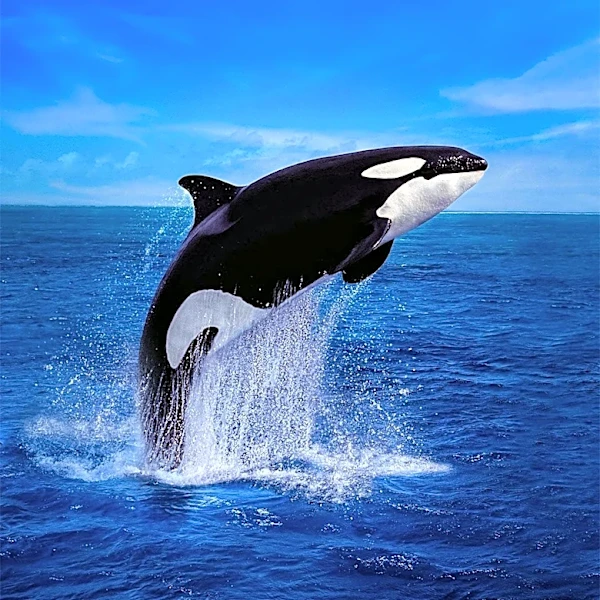 Netflix Announces Documentary on Keiko, the 'Free Willy' Orca