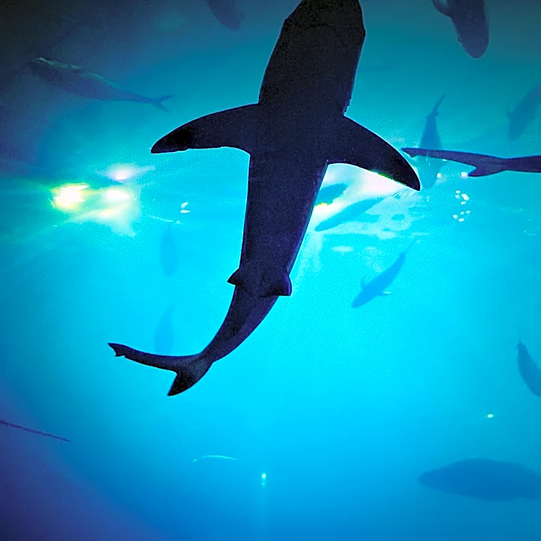 San Jose Sharks Seek Director of Brand Marketing, Highlighting Youth Engagement and Corporate Partnerships