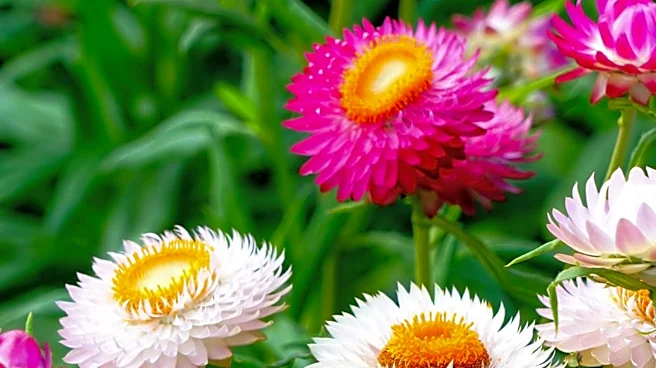 Gardening Experts Detail Late-Blooming Flowers to Extend Seasonal Color into December
