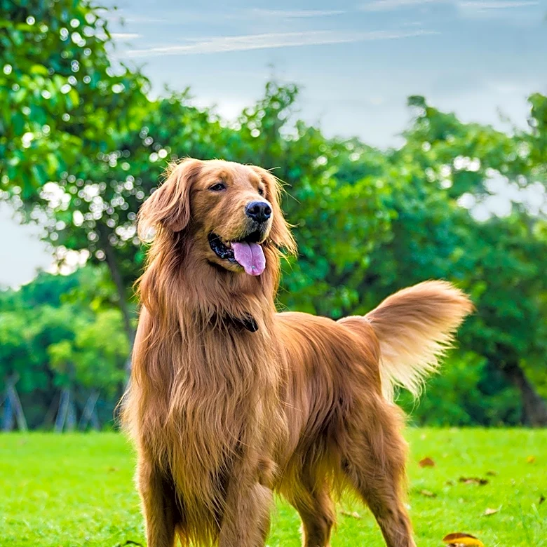 Senior Golden Retriever Displays Unexpected Protective Instincts, Delighting Family