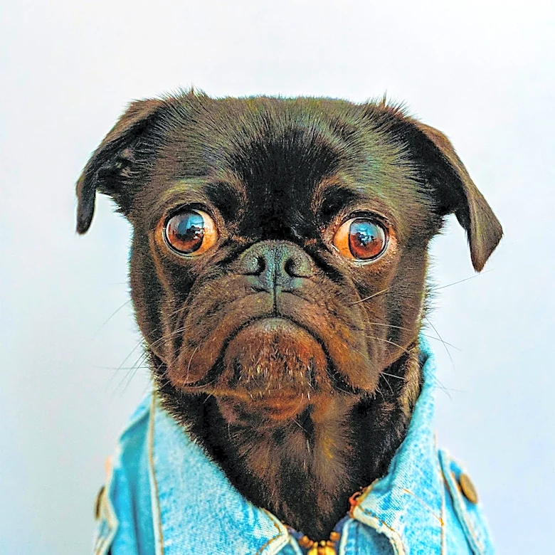 Six-Year-Old Pug Jinny Lu Crowned 'World's Ugliest Dog' in Santa Rosa, California