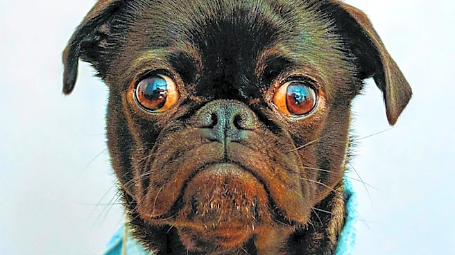 Six-Year-Old Pug Jinny Lu Crowned 'World's Ugliest Dog' in Santa Rosa, California