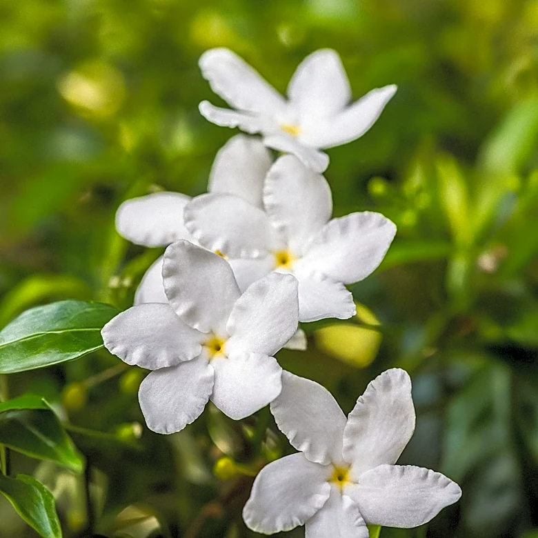 Fragrant Tea Olive Recommended for Aromatic Gardens Beyond Gardenias