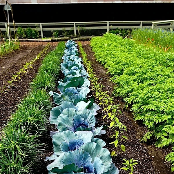 Edible Gardens Incorporate Dark-Toned Vegetables for Aesthetic and Utility