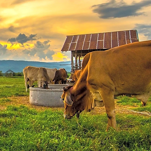 Global Livestock Sector Underestimates $6.4 Billion Water Scarcity Risk, FAIRR Report Reveals