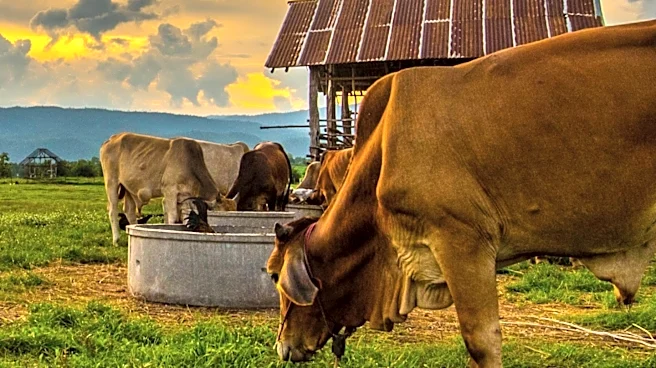 Global Livestock Sector Underestimates $6.4 Billion Water Scarcity Risk, FAIRR Report Reveals