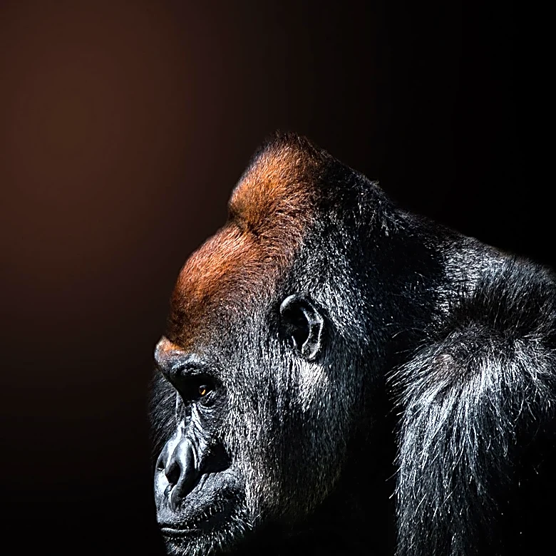 Portia de Rossi Retires from Acting to Pursue Art and Gorilla Conservation