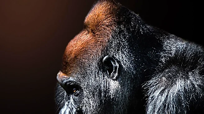 Portia de Rossi Retires from Acting to Pursue Art and Gorilla Conservation