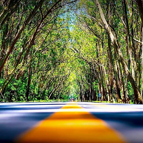 The Underline Opens New Nikki Spoelstra Play Forest in Miami