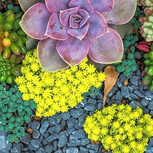 Michelle Pfeiffer's Former Santa Monica Garden Showcases Drought-Tolerant Succulent Landscaping