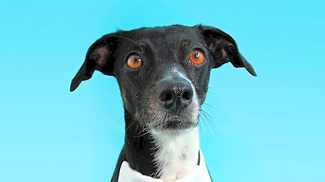 Clarksville Animal Rescues Seek Adopters for Numerous Pets