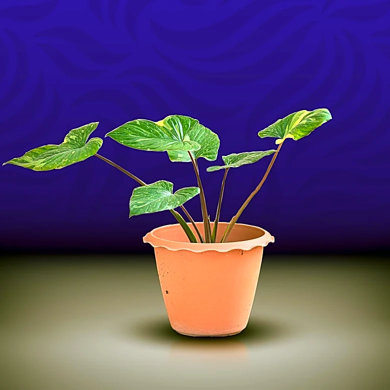 Houseplant Owners Advised to Quarantine New Plants to Prevent Pest Infestations