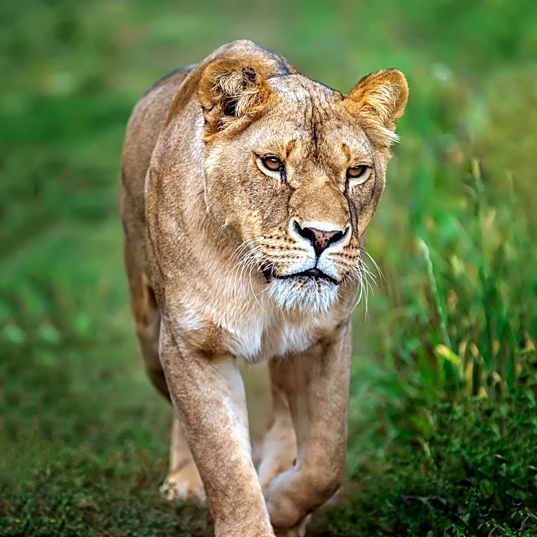 Taylor Sheridan's 'Lioness' Series Criticized by Real-Life Operatives for Historical Inaccuracies