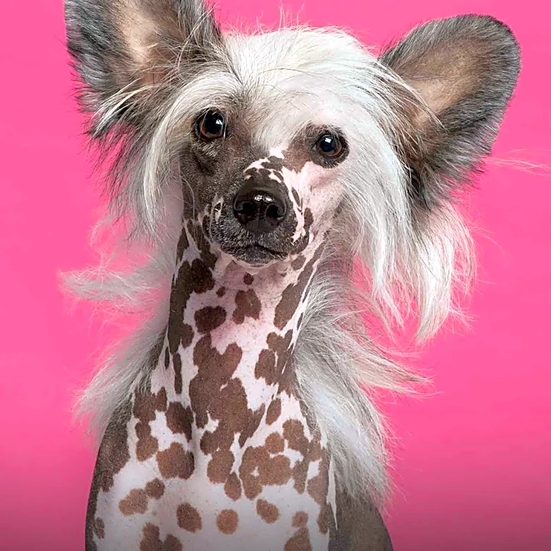 Lena Dunham Discusses Life with Hairless Dogs and Their Impact on Her Well-being