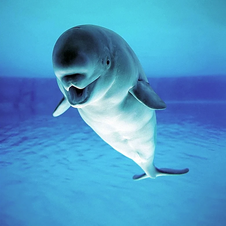 Comedian Courtney O'Donnell's 'Chanty Beluga' Character Goes Viral, Sparking Online Phenomenon