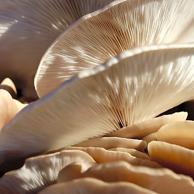 Monterey Nutra Doubles Production Capacity Amid Rising Demand for Mushroom-Based Products