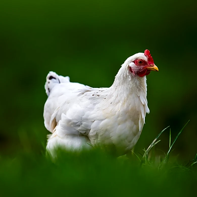 Nutrena Introduces FlockShield to Enhance Poultry Gut Health with Prebiotics, Probiotics, and Postbiotics