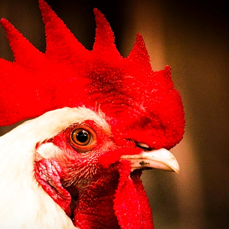 Poultry Industry Prioritizes Genetic Resilience Against Avian Influenza and Other Diseases