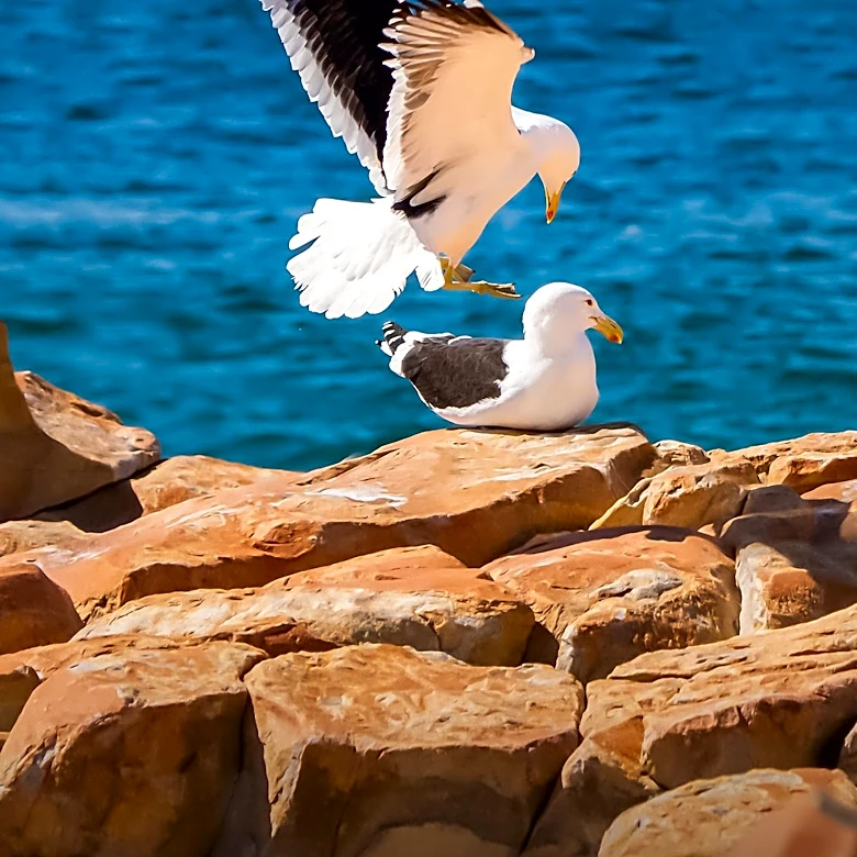 Man's Fish and Chips Stolen by Seagulls in Viral TikTok Video