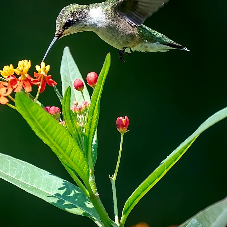 Hummingbird Feeder Placement Critical in August Heat for Bird Safety and Nectar Preservation