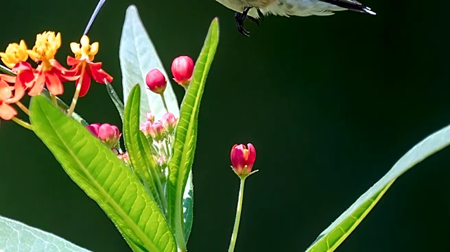 Hummingbird Feeder Placement Critical in August Heat for Bird Safety and Nectar Preservation