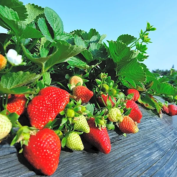 Costco's Strawberry Sourcing Revealed Amidst Consumer Demand for Year-Round Availability