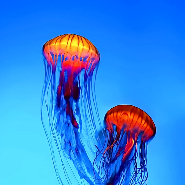 Florida Museum Opens as First in U.S. Dedicated Entirely to Jellyfish