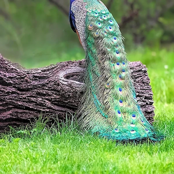 Peacock Initiates Beta Test for Subscriber Rewards Program Amidst Price Hikes