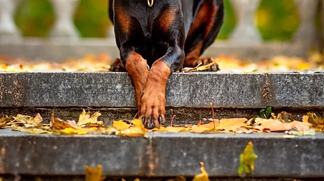 Dobermans Caesar and Cleopatra Cause Daily Delays for Owner with Stairway Dispute