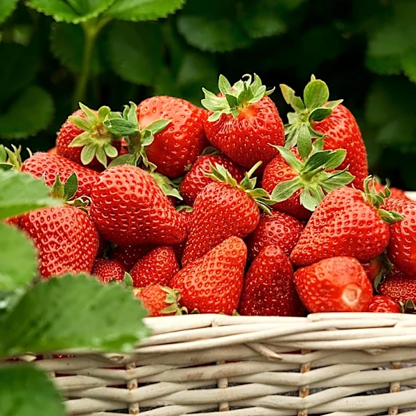 U.S. Department of Commerce Imposes Preliminary Antidumping Duties on Mexican Strawberries, Citing Unfair Competition